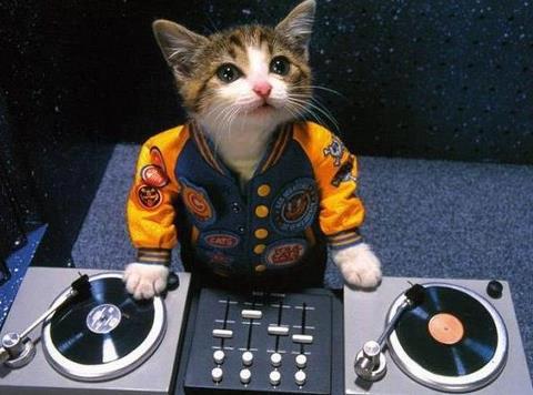 DJ-Cat-In-The-House...